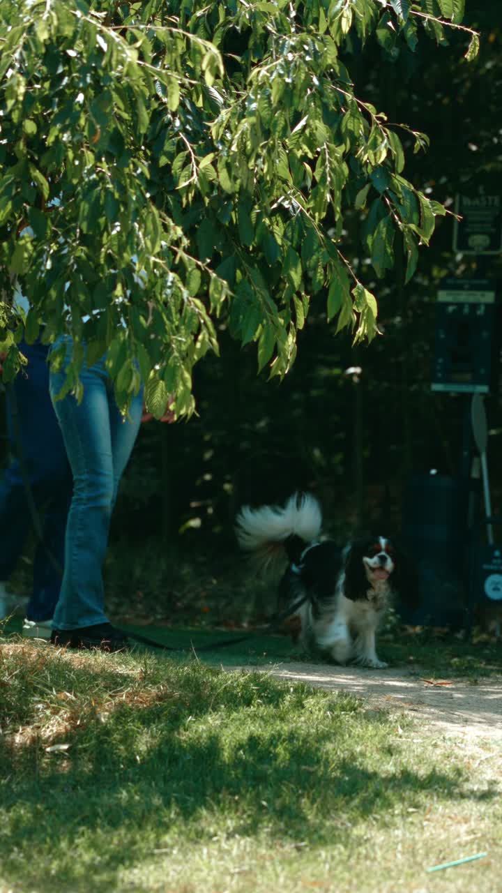 A dog out for a walk