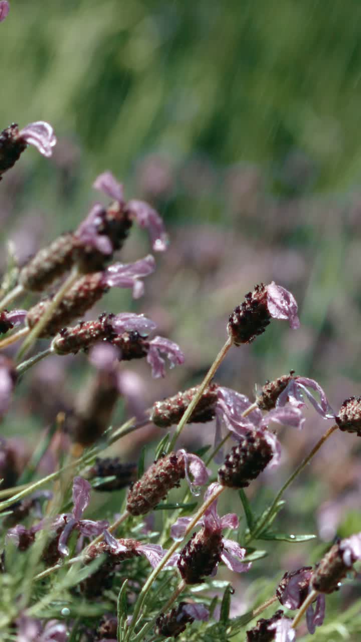 Lavender in the forest